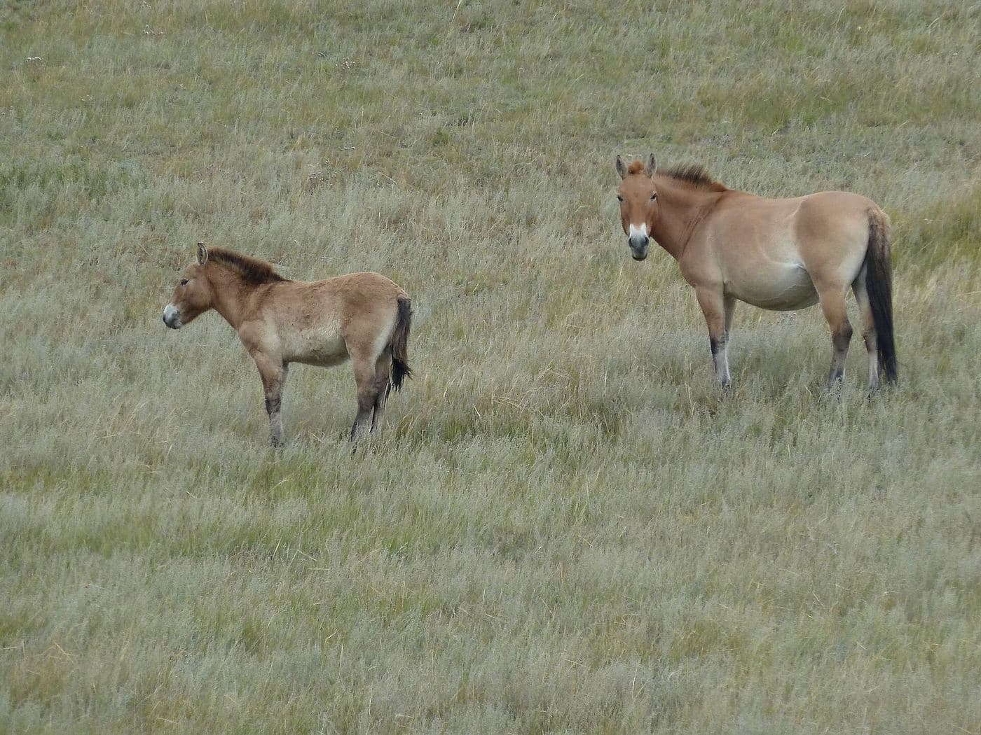 Khustain Nuruu National Park, Réserve de Hustai, Mongolie).