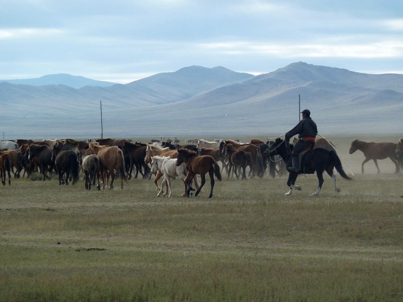 Le cheval de Przewalski Equus ferus przewalskii a été réintroduit dans les réserves naturelle de Takhiin Tal et de Khomiin Tal, depuis 1993.- Elles constituent